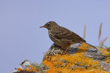 Closeup of a Rock Pipit perched on  a rocky surface on a sunny  in Scotland