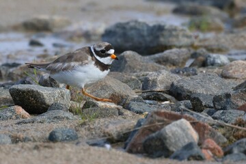 Closeup of a Ring-necked Plover perched on  a rocky surface on a sunny in Scotland