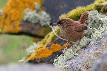 Closeup of a Wren yellow lichen perched on  a rocky surface on a sunny in Scotland