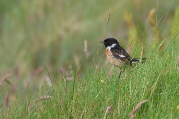 Closeup of a Stonechat in a lush green on a sunny day with a blurry background in Scotland