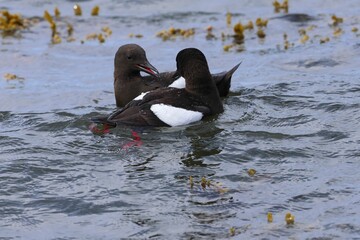 Two black guillemots swimming in the cool water of Scotland.