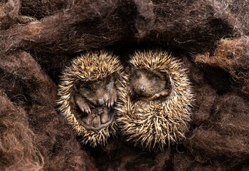 Overhead view of two adorable hedgehogs napping in their nest © Mati Kose/Wirestock Creators