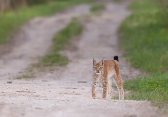 Scenic view of a Eurasian lynx walking along a dry road © Mati Kose/Wirestock Creators