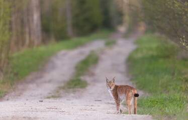 Eurasian lynx standing on a dry road while looking into the camera