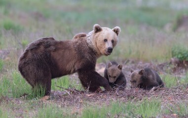 Mother bear standing in a grassland with her two cubs while looking into the camera