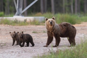 Mother bear walking along a forest road with her two cubs