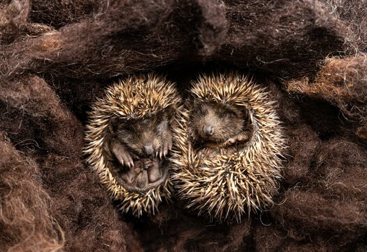 Overhead view of two adorable hedgehogs napping in their nest