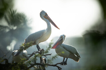 Spot-billed pelicans perched on tree at Uppalapadu Bird Sanctuary, India