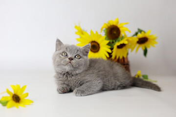 Cute kitten play with sunflowers. British shorthair cat isolated on white background