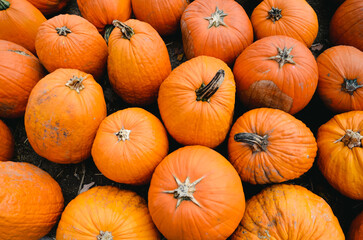 Top view of pile of orange pumpkins
