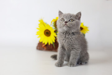 Cute kitten play with sunflowers. British shorthair cat isolated on white background