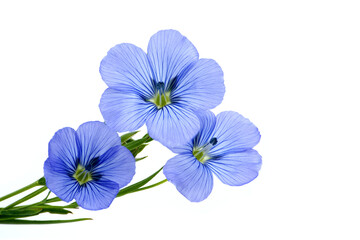 Flax (linseed) flower over white background