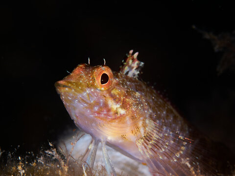 Close-up of a mediterranean fish (Tripterygion delaisi)