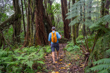 Hike on Hawaiian forest