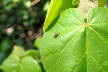 An Oriental Latrine Fly (Chrysomya Megacephala) on a Leaf