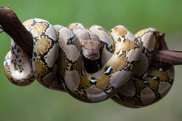 Reticulated phyton coiled its body around a tree branch
