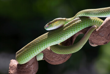 White-lipped island pit viper ( Trimesurus insularis ) on the tree branch