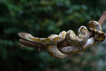 Reticulated phyton coiled its body around a tree branch