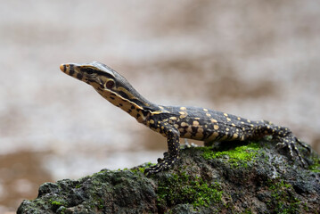 Small Asian water monitor near the pond