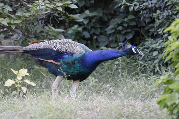 Obraz premium Beautiful peafowl in Jungle near Jaipur. Peafowl sign of prosperity. Beautiful wall mounting of Peacock peafowl.