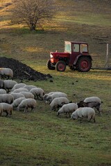 Vertical shot of a sheep herd grazing on a pasture near a tractor