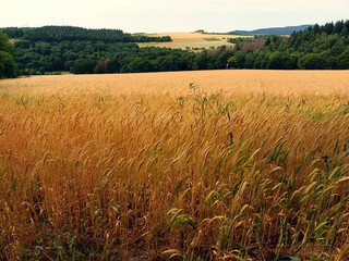 Golden glänzendes Roggenfeld im Juli mit ländlicher Natur im Hintergrund bei Berschweiler im...