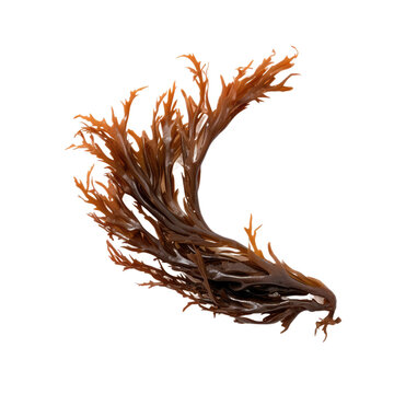 Brown seaweed known as bladder wrack (fucus vesiculosus) isolated on transparent.