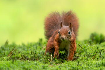 Eurasian red squirrel (Sciurus vulgaris) searching for food in the forest in the Netherlands.                                                                             