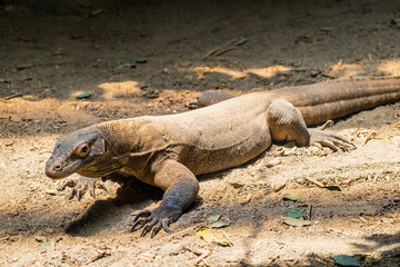 island land iguana