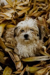 Vertical portrait of Shih Tzu dog in dried leaves, looking into the camera