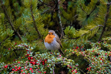 robin on branch