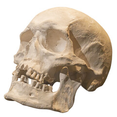 human skull, isolated transparent png.