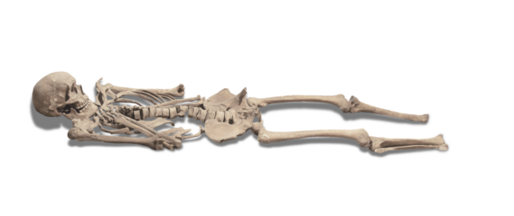Skeleton with shadow. Transparent png.