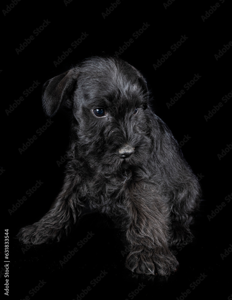 Poster miniature schnauzer in studio