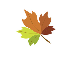 Vector image - maple leaf. Icon. Nature