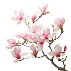 Isolated pink magnolia blooms against transparent backround.