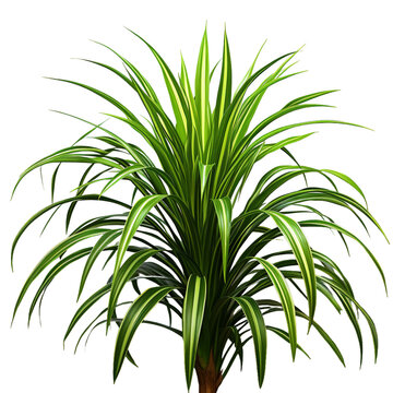 palm tree isolated on white HD transparent background PNG Stock Photographic Image