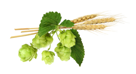Hops with green cones and barley isolated on white or transparent background. Beer ingredients.