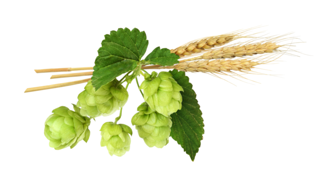 Hops with green cones and barley isolated on white or transparent background. Beer ingredients.