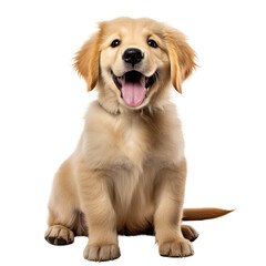 3 month old Golden retriever puppy, sitting, facing front, looking at the camera with dark brown eyes. Isolated on a transparent backround, mouth open, tongue out.