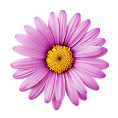 Isolated delicate gerbera flower , isolated on transparent background cutout, png for collage, banner, poster, web and packaging