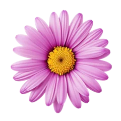 Foto op Canvas Isolated delicate gerbera flower , isolated on transparent background cutout, png for collage, banner, poster, web and packaging © Michael
