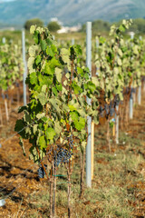 Fototapeta na wymiar Close-up, vines trellised with ripe black grapes