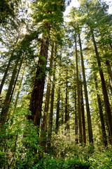 Redwood National and State Parks are strings of protected forests, in California, Redwoods State Park has trails through dense old-growth woods. The trees are almost 400 feet high having wide trunks, 