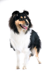 rough collie in studio