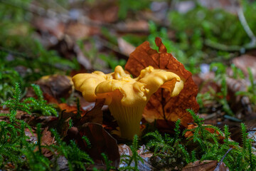 Close up of chanterelle mushrooms in a forest. Edible mushrooms