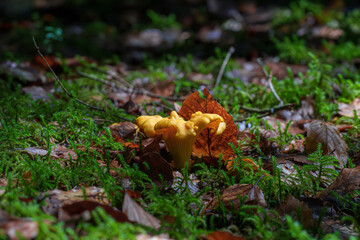 Close up of chanterelle mushrooms in a forest. Edible mushrooms