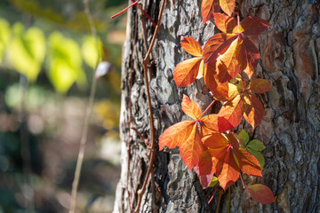 Red leaves of creeping wild maiden grapes in autumn. Natural overgrown tree trunk of colorful...