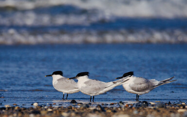 Three terns standing in the water