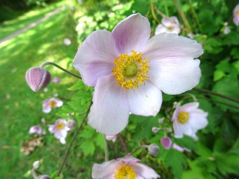 Herbst-Anemone